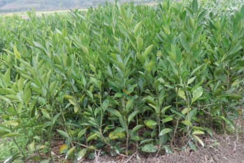 沃柑小苗 沃柑小苗