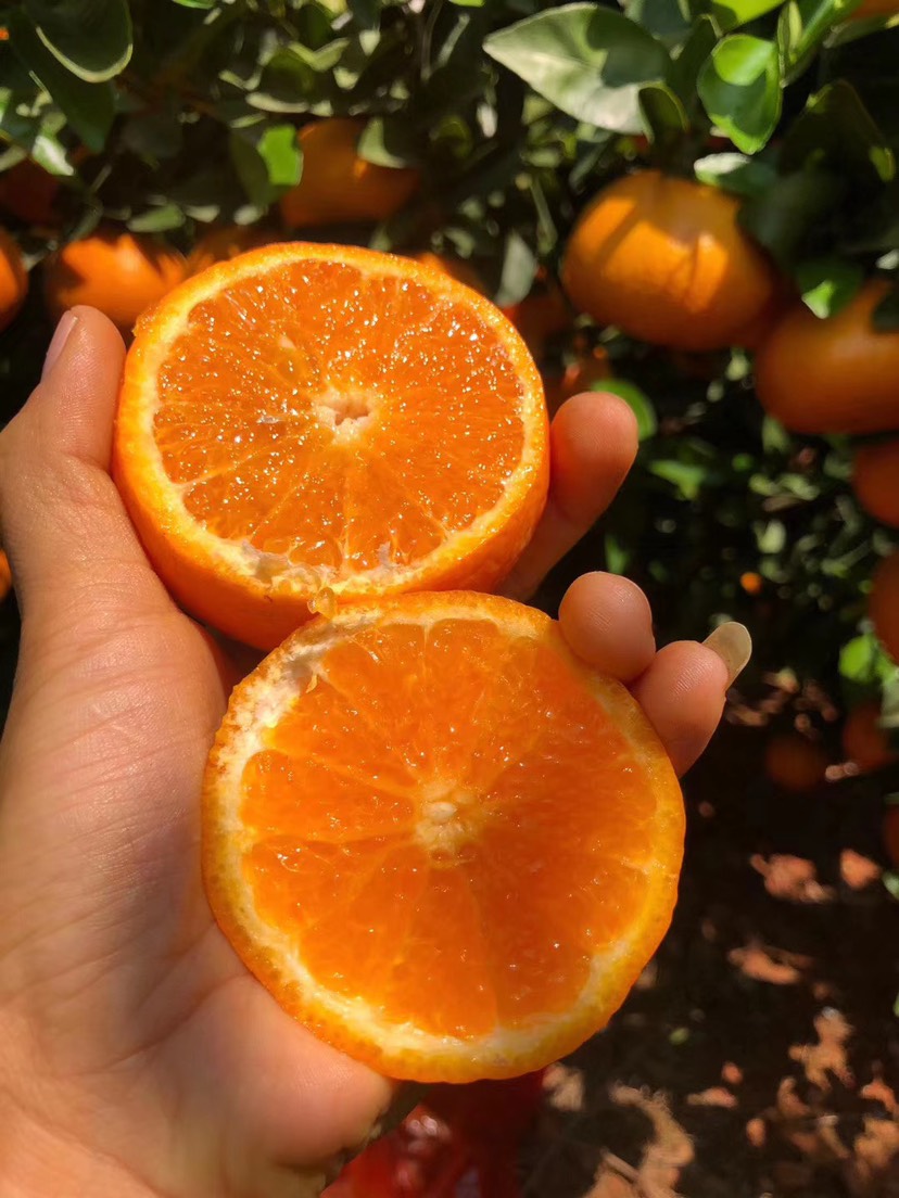 汁水欲滴的現摘沃柑