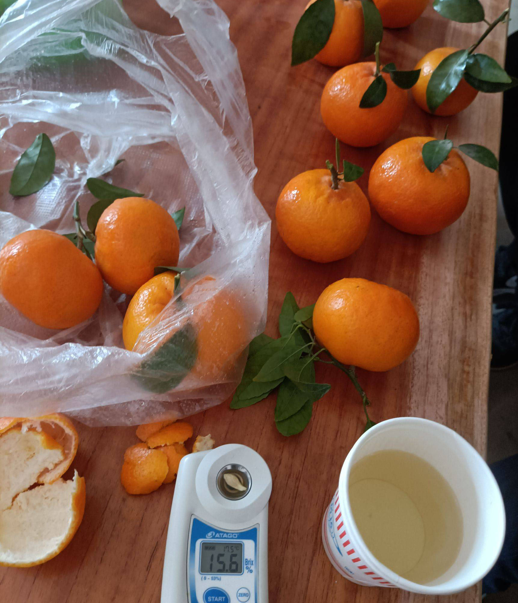 高達15.6甜度的現摘沃柑