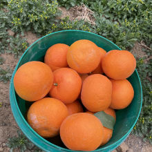 雜草叢生的生態果園沃柑豐收