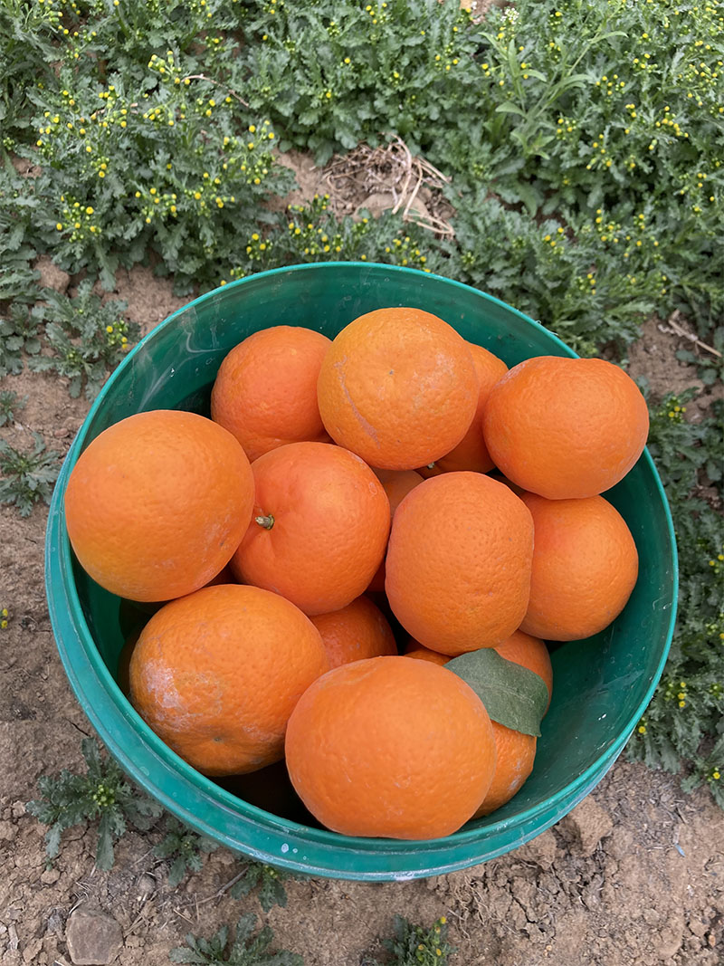 雜草叢生的生態(tài)果園沃柑豐收