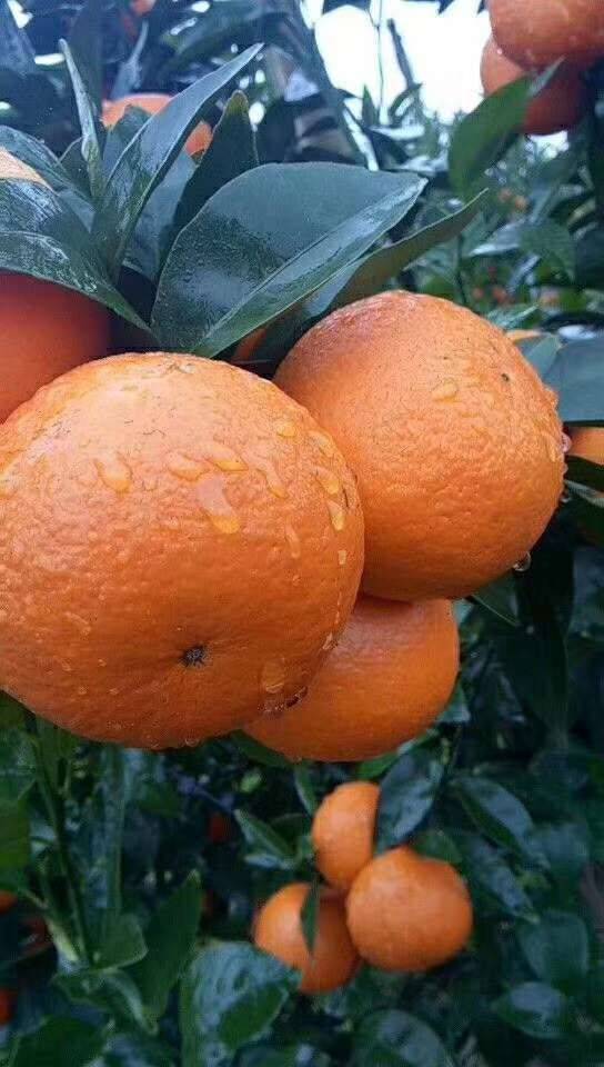 沐浴著清晨露水成熟待摘的肥碩云南沃柑