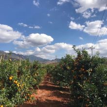 藍天白云下的沃柑