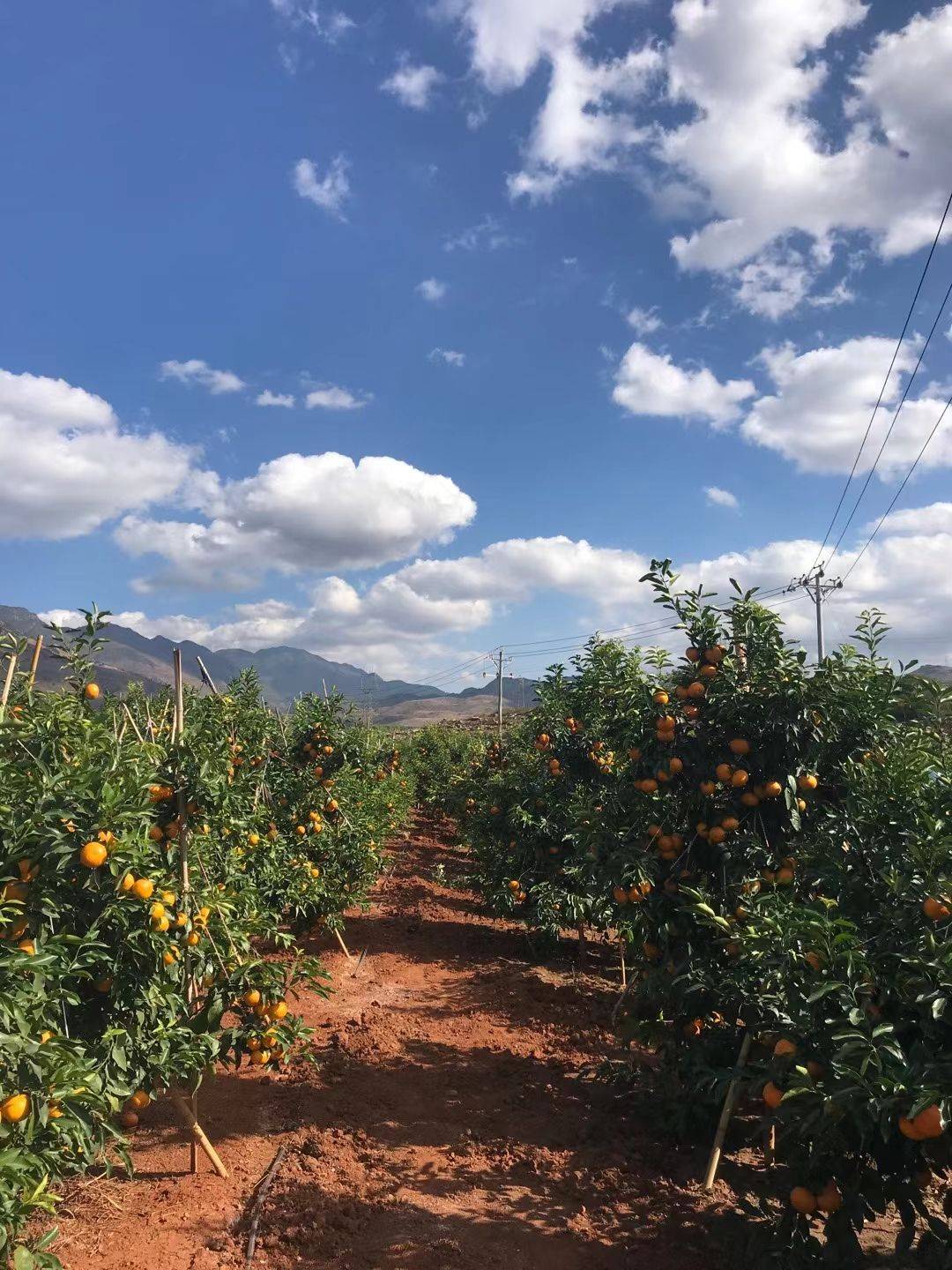 藍天白云下的沃柑