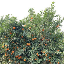 掛滿沃柑的果園