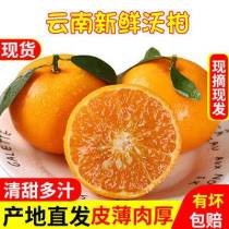 云南沃柑 沃柑大果現摘直發 保證下樹即發