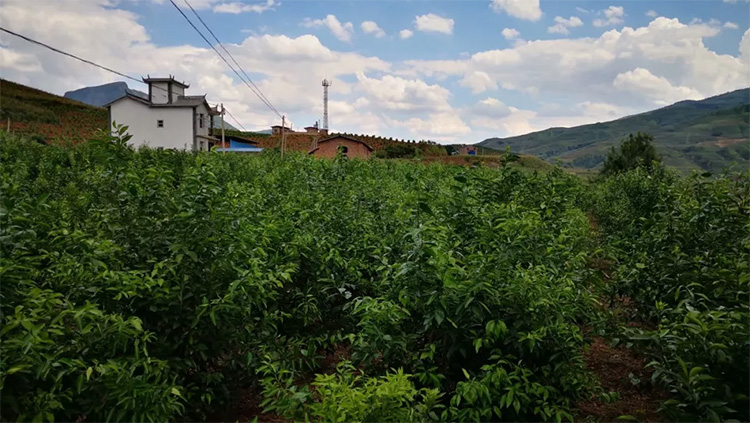 云南沃柑園修剪 云南沃柑園修剪