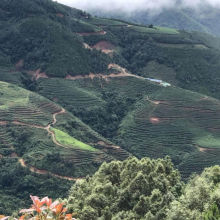 在半山腰的沃柑園